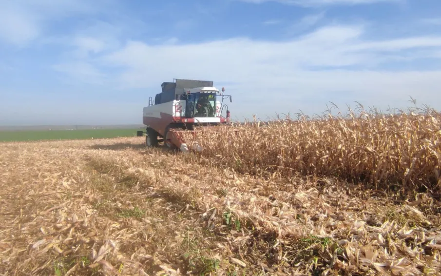 Уборка кукурузы на зерно